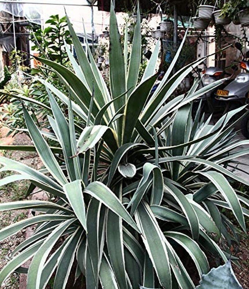 Agave Americana - 15 Seeds - Century Succulent Seeds Cactus Perennial Plant Garden