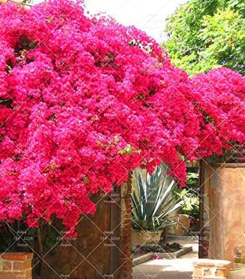 Bougainvillea Ornamental Red Flowers - 50 Seeds