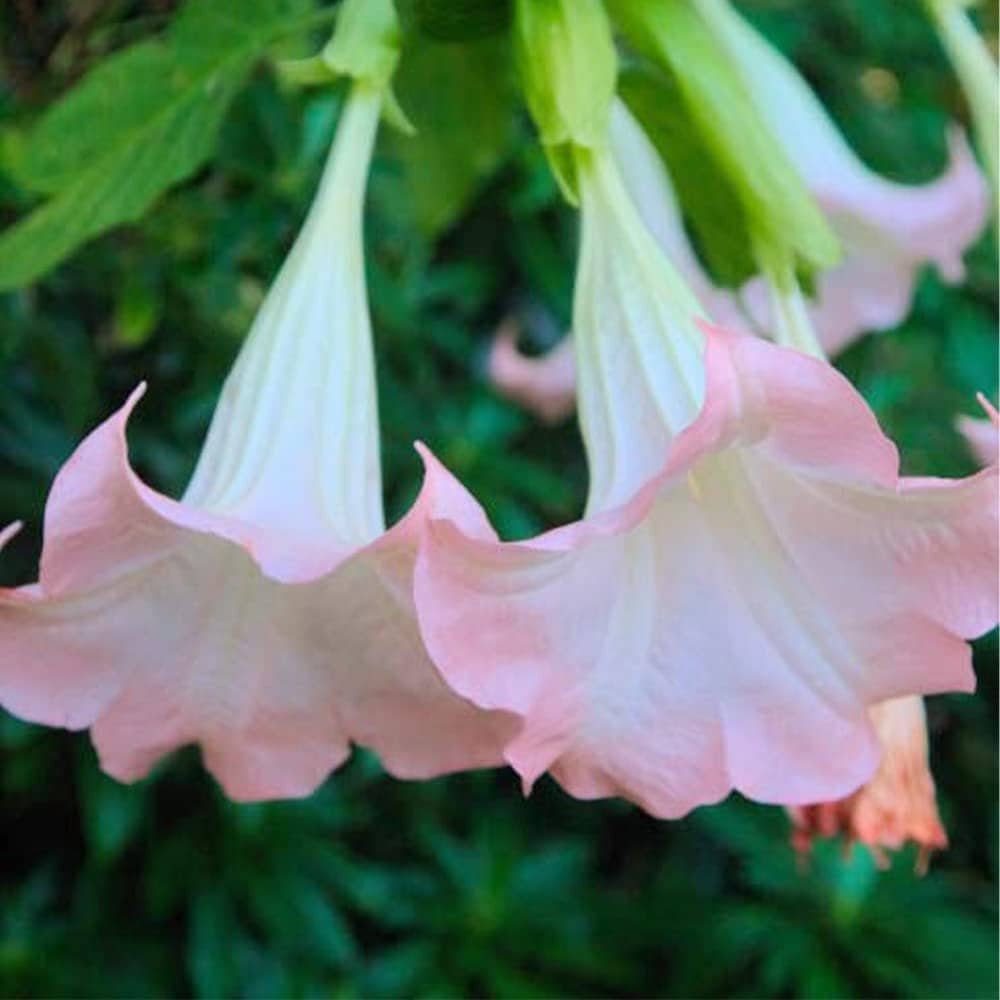 Brugmansia Pink Delight Angels Trumpet Moonflower - 10 Seeds - Flowering Accent Plant Landscape
