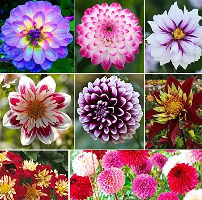 Dahlia Pompon Flower - 100 Seeds - Variabilis Rare Beautiful Annual Outdoor