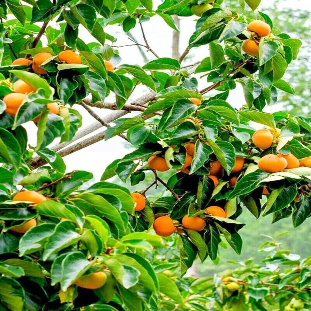 Japanese Persimmon Tree - 10 Seeds - Diospyros Edible Fruit