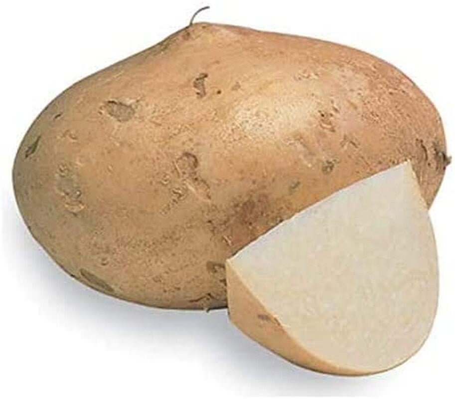 Jicama Root Seeds - 20 Large Seeds