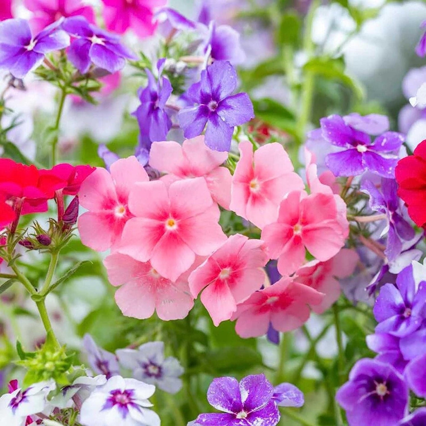 Mixed Phlox Flower Seeds - Dwarf Popstars Phlox Perennial Ground Cover - Creeping Popstars Phlox
