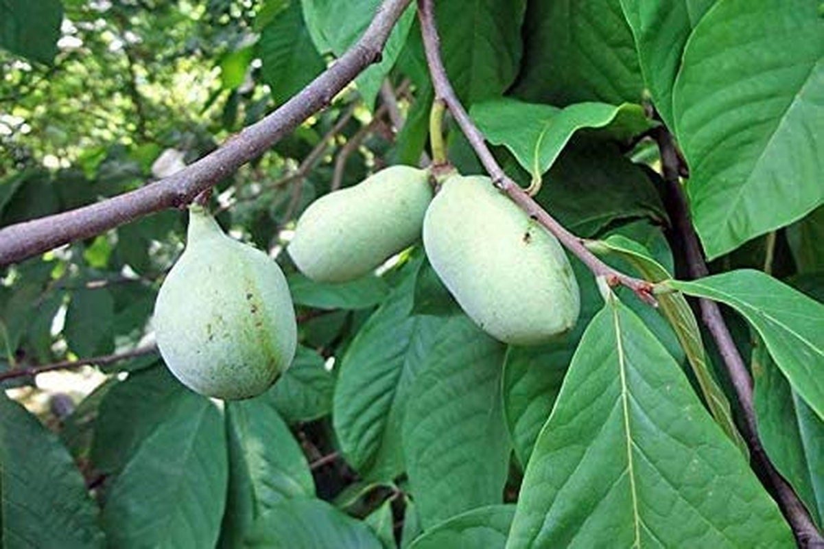Paw Paw Tree - 6 Seeds - Edible Fruit, Easy to Grow, Exotic