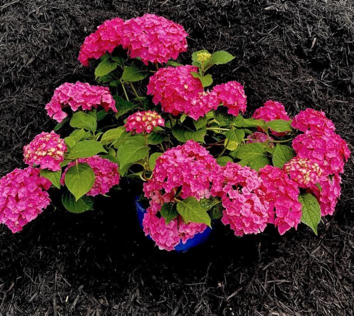 Pink Hydrangea Seeds - Beautiful Attractive Showy and Hardy Perennial Flowers