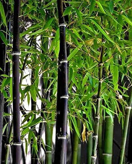 50+ Rare Black Bamboo Seeds - Fast Growing, Perfect for Privacy Screens & Environment-Friendly