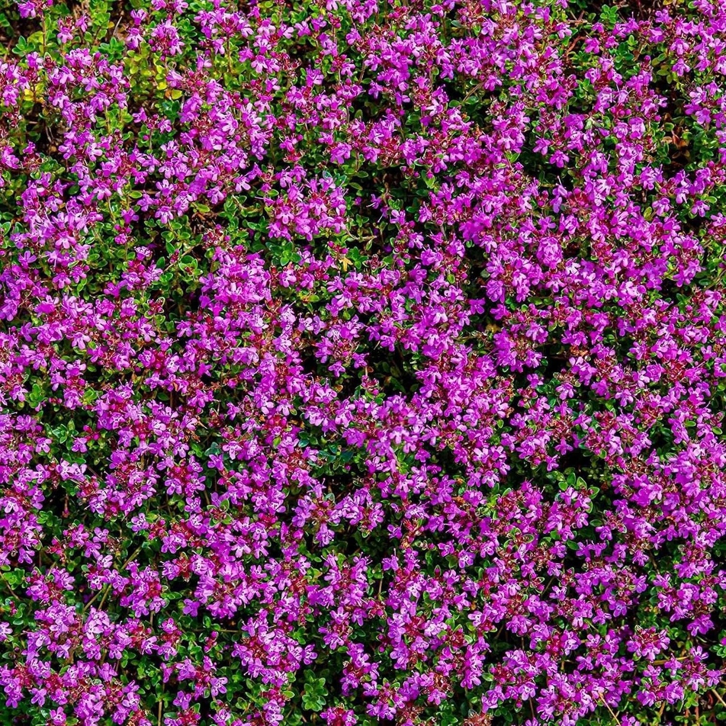 5000 Multicolor Creeping Thyme Seeds - Vibrant, Easy-to-Grow Ground Cover Flower Mix