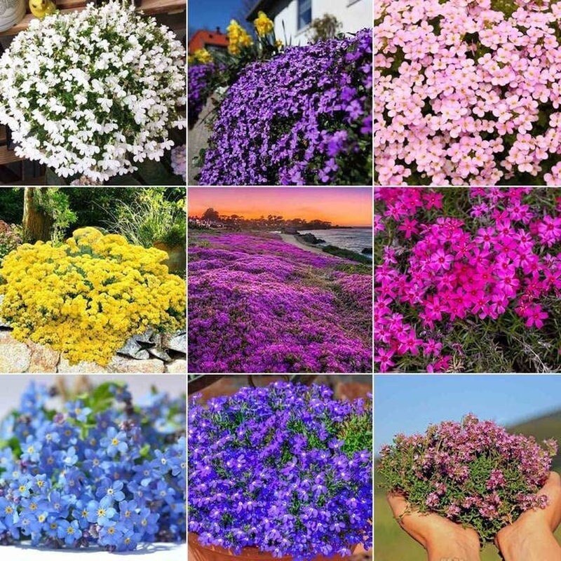 5000 Multicolor Creeping Thyme Seeds - Vibrant, Easy-to-Grow Ground Cover Flower Mix