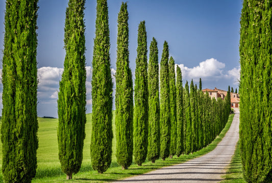 Italian Cypress Seeds - Exotic Evergreen Tree Great for Landscaping and Hedge Rows