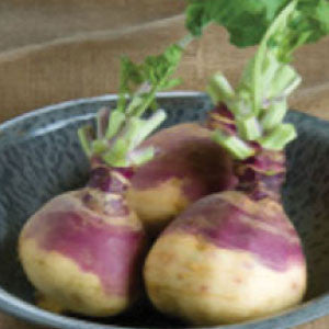RUTABAGA Seeds, American Purple Top