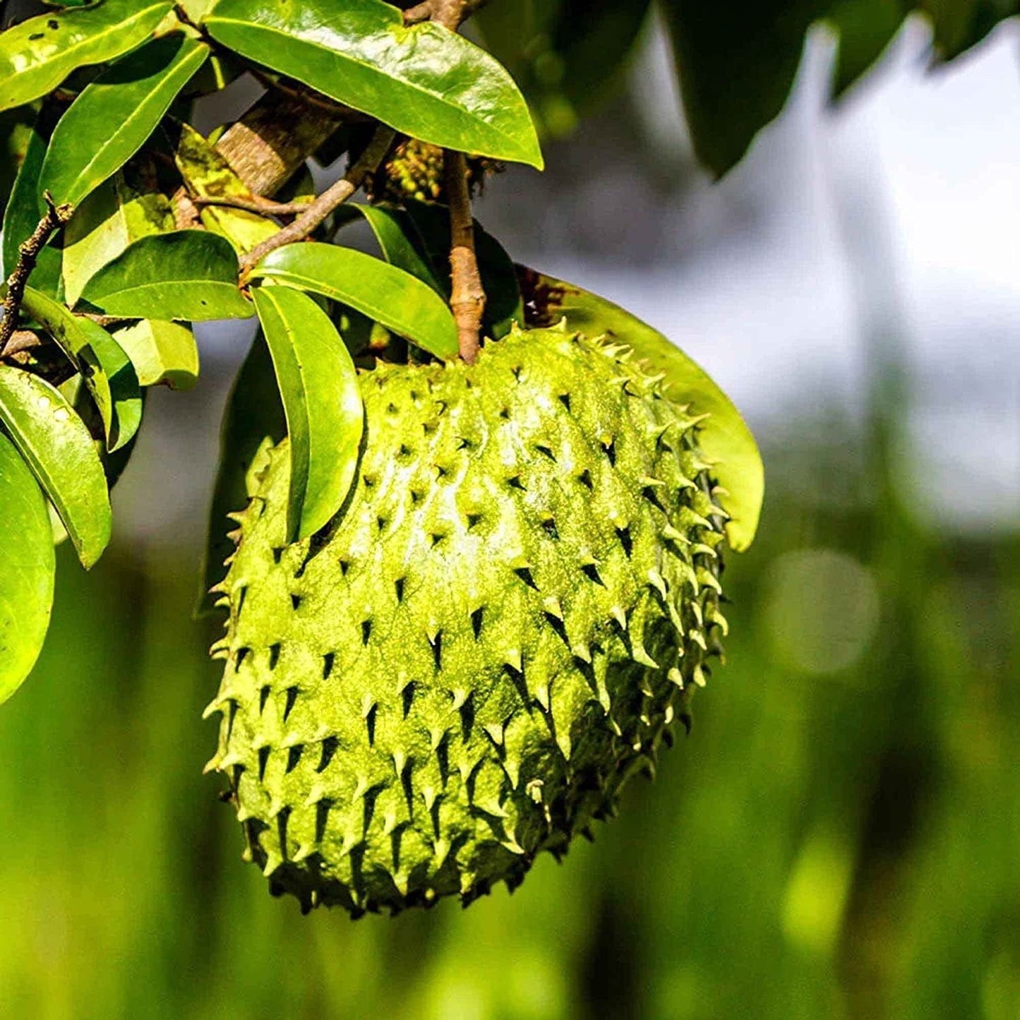 Annona Muricata - 10 Seeds - Soursop, Graviola, Guyabano, Sirsak, Non-Gmo Fruit Seeds, Tasty Tropical
