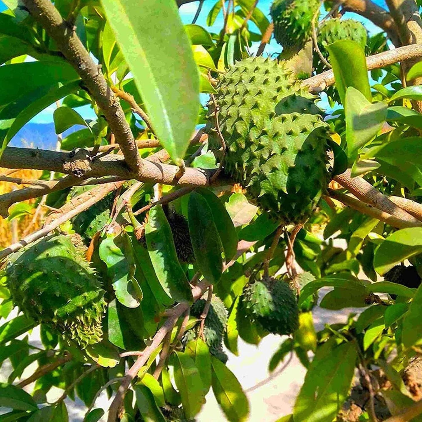 Annona Muricata - 10 Seeds - Soursop, Graviola, Guyabano, Sirsak, Non-Gmo Fruit Seeds, Tasty Tropical