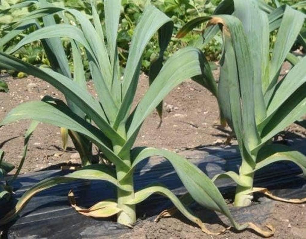 Autumn Giant Leek Onion - 300 Seeds