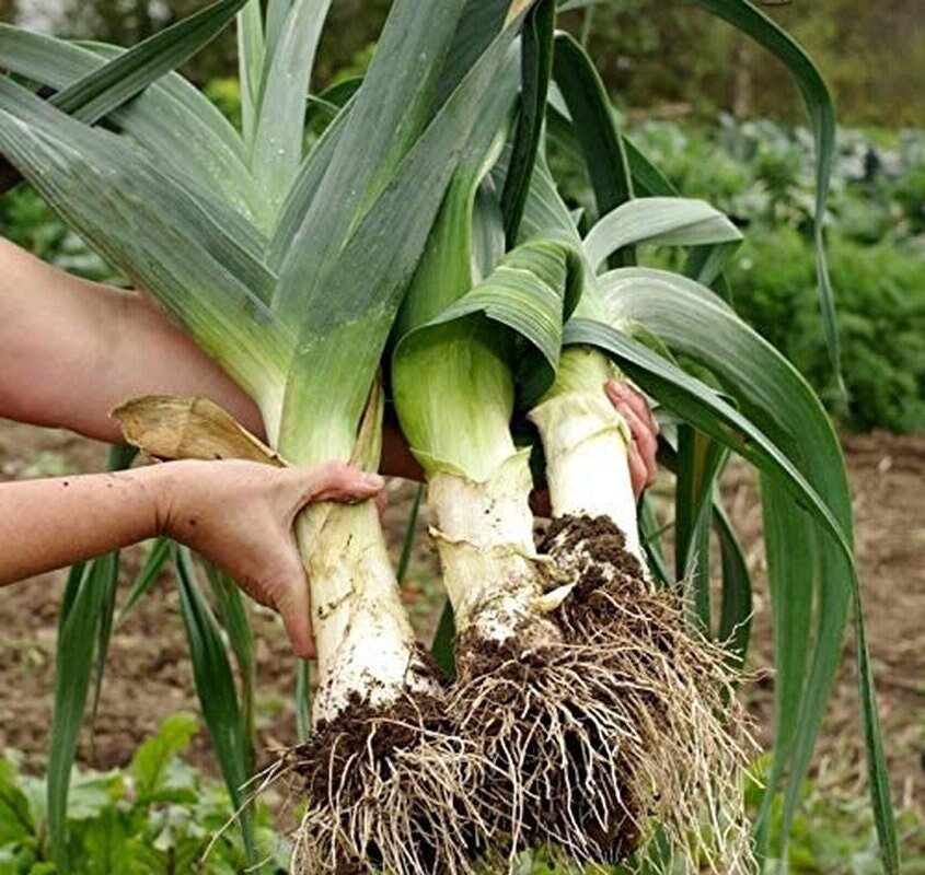 Autumn Giant Leek Onion - 300 Seeds