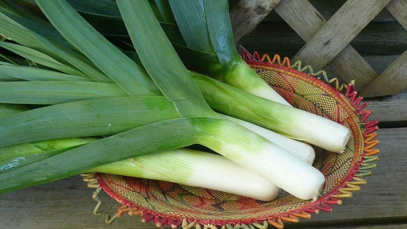 Autumn Giant Leek Onion - 300 Seeds