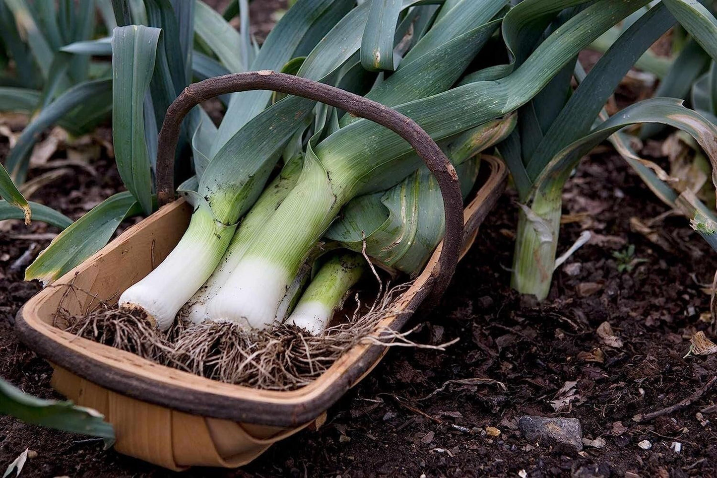 Autumn Giant Leek Onion - 300 Seeds
