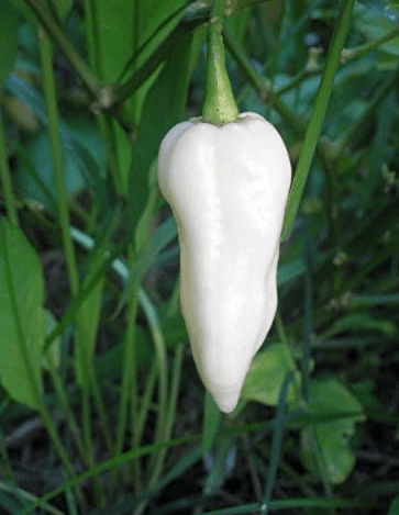 Bhut Jolokia, White Ghost Chili Pepper, World'S Hottest Pepper, Capsicum Chinense  - 10 Seeds