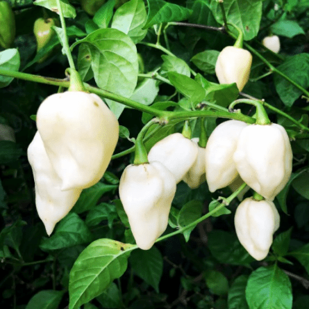 Bhut Jolokia, White Ghost Chili Pepper, World'S Hottest Pepper, Capsicum Chinense  - 10 Seeds