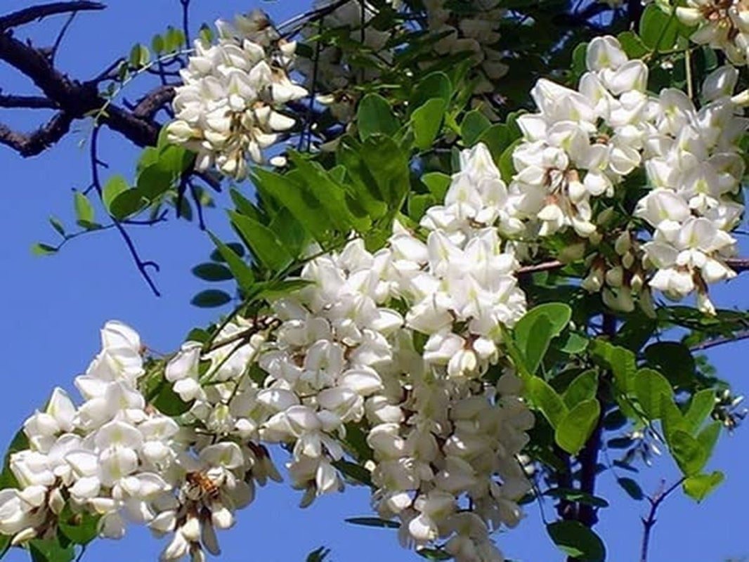 Black Locust False Acacia Tree - 50 Seeds - Robinia Pseudoacacia