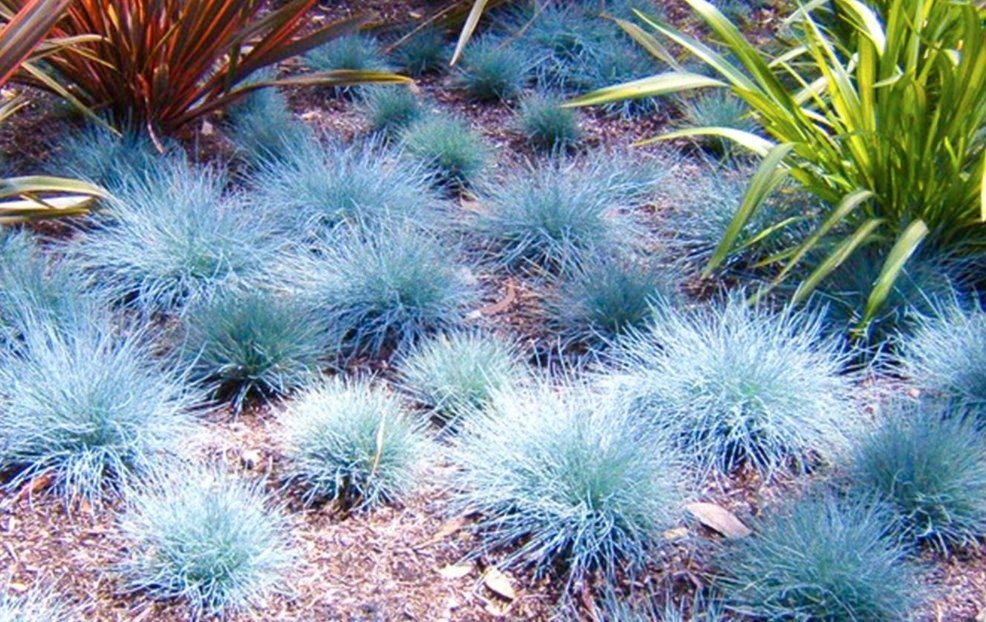 Blue Fescue Ornamental Grass Seeds - Perennial, Low Growing, Drought Tolerant