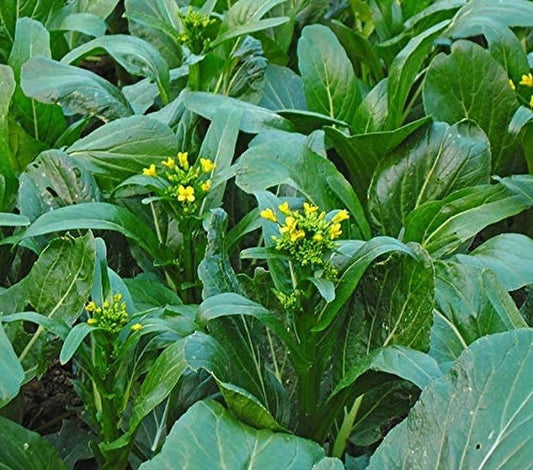 Choy Sum Yu Choy Chinese Flowering Cabbage - 1000 Seeds