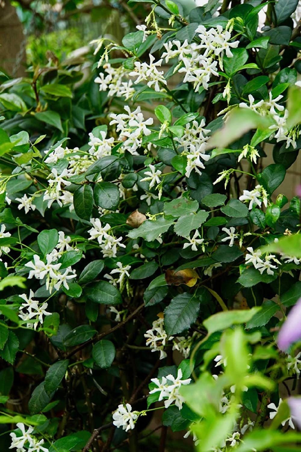 Climbing Jasmine Flower Seeds - Fragrant Plant Four Seasons Evergreen Silver Jasmine Non-Gmo