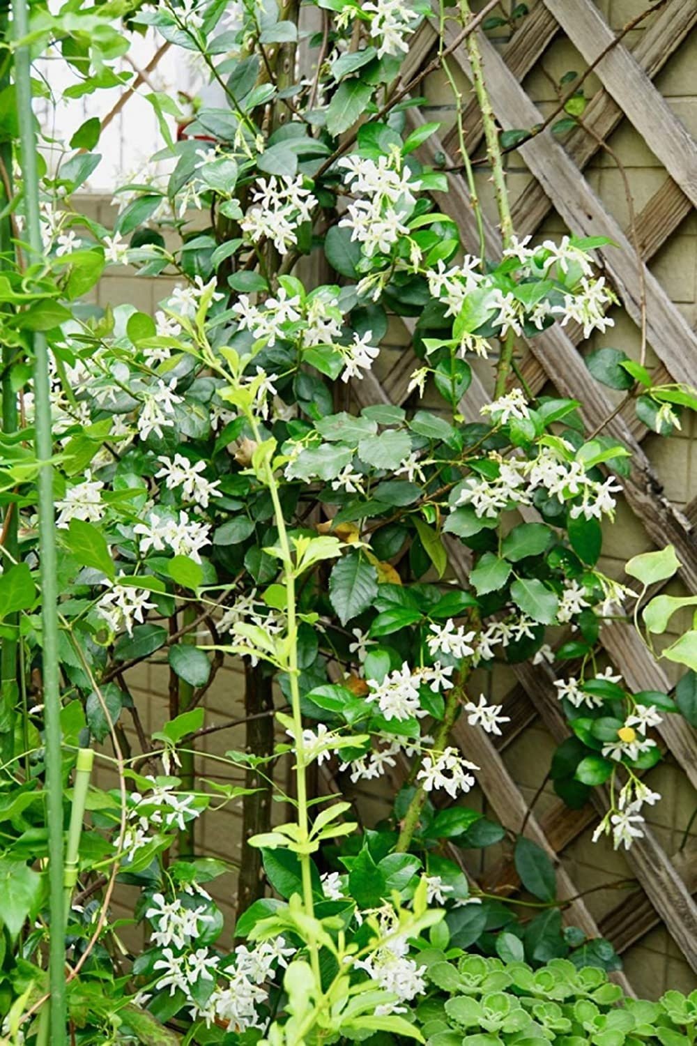 Climbing Jasmine Flower Seeds - Fragrant Plant Four Seasons Evergreen Silver Jasmine Non-Gmo
