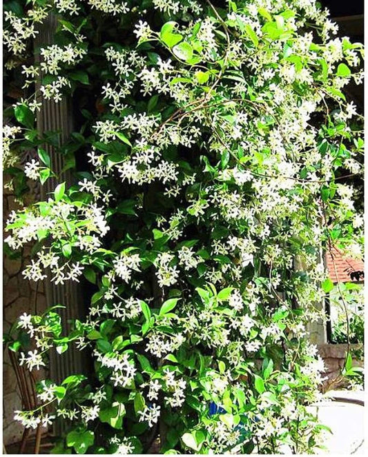 Climbing Jasmine Flower - 50 Seeds - Fragrant Plant, Four Seasons Evergreen Garden