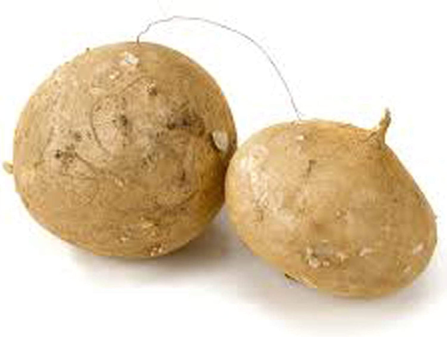 Jicama Root Seeds - 20 Large Seeds