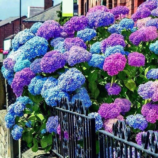 Mixed Hydrangea Seeds - Giant Beautiful Shrub and Hardy Perennial Flowers
