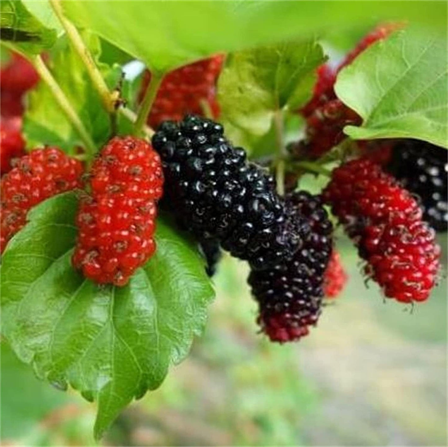 Mulberry Fruit Tree - 100 Seeds -
