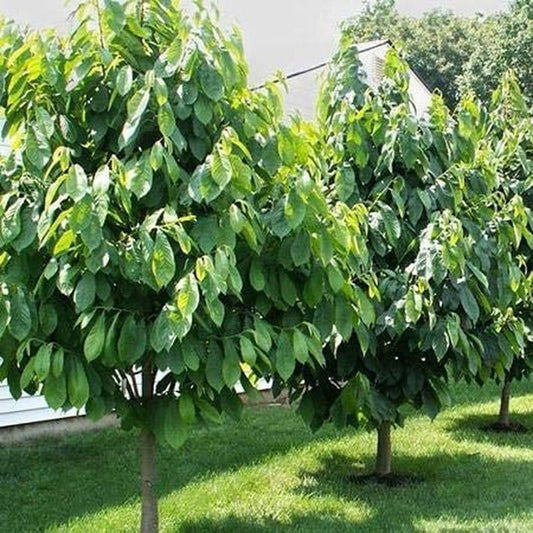 Paw Paw Tree - 6 Seeds - Edible Fruit,  Easy to Grow, Exotic