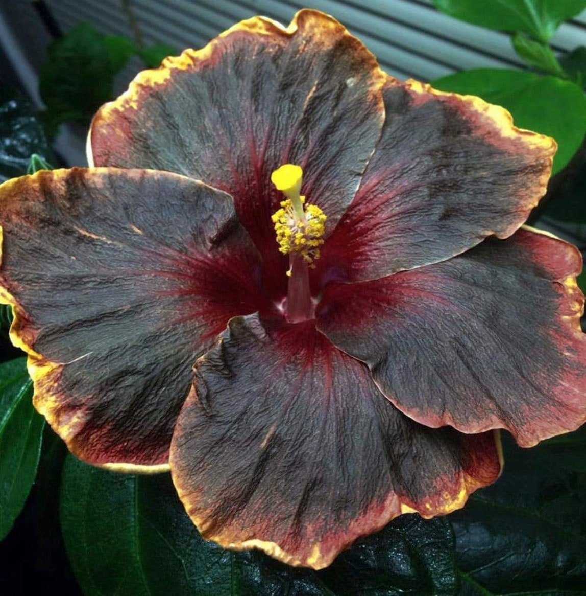 Rare Black Pink Purple Hibiscus Seeds "Black Rainbow" Giant Flower Tropical Seeds - Perennial - Easy to Grow - Huge Flowers