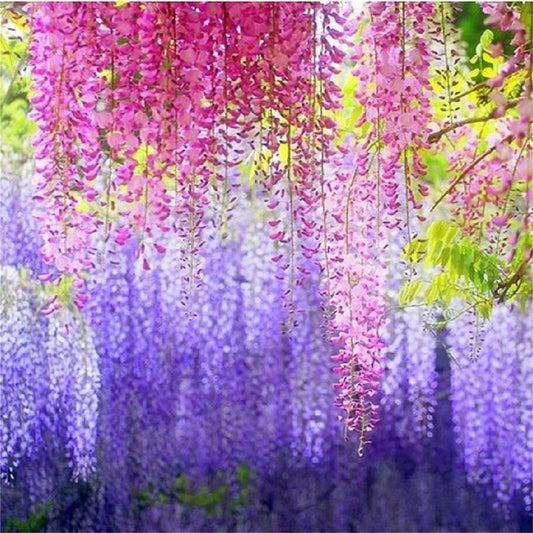 Rare Mixed Color Wisteria Bonsai Tree Seeds - Highly Prized Flowering Japanese