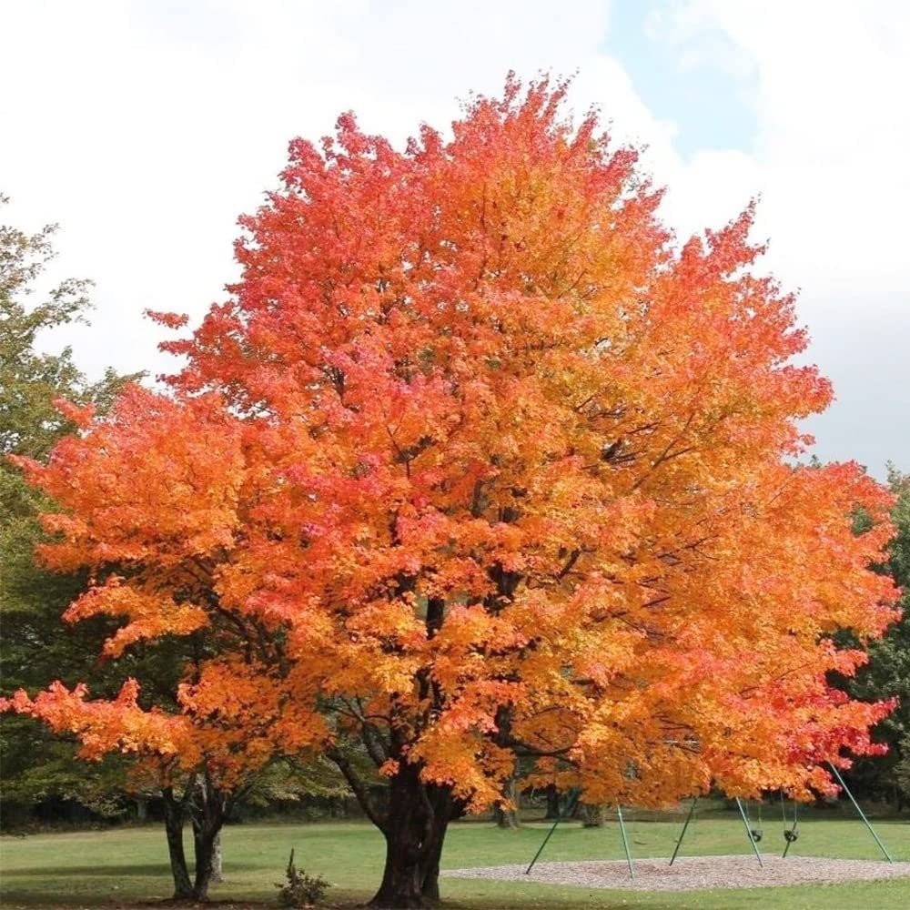 Sugar Maple Tree - 20 Seeds - Acer Saccharum, Colorful and Easy to Grow Fast-Growing