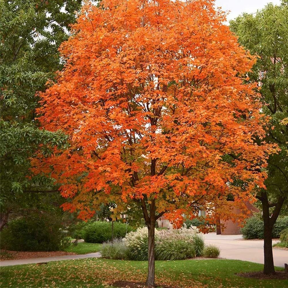 Sugar Maple Tree - 20 Seeds - Acer Saccharum, Colorful and Easy to Grow Fast-Growing